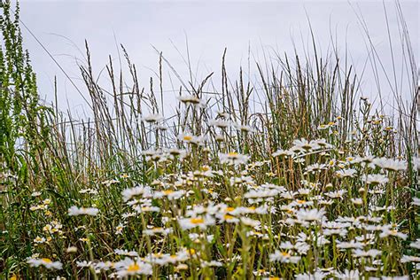 Fleck Mit Schönen Weißen Ochsenauge Gänseblümchen Natur Ländlich