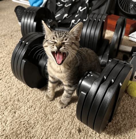 Time To Take In The Weekly Dose Of Cute Cats Cat Gym Cat