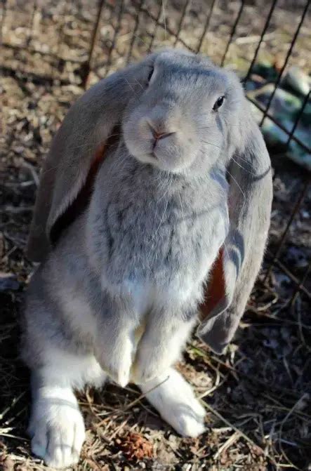 English Lop Rabbit Care Sheet Here Bunny