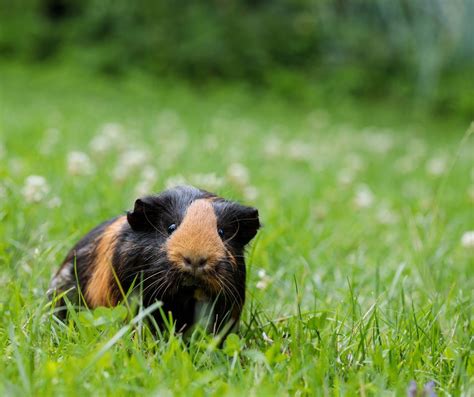 11 Guinea Pig Behaviors To Help You Understand More About Them More