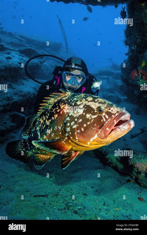 Large Dusky Grouper Epinephelus Marginatus Swimming In Front Of A