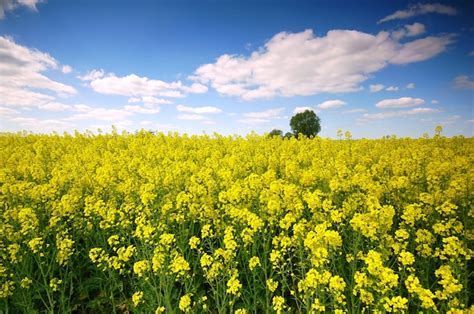 Flores amarelas em um campo nuvens Foto Grátis