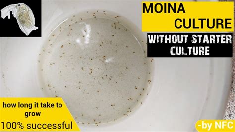 Part 1 How To Culture Moina At Home Without Starter Culture Nature