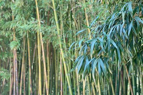 9 Indoor Types Of Bamboo Plants Houseplant Alley