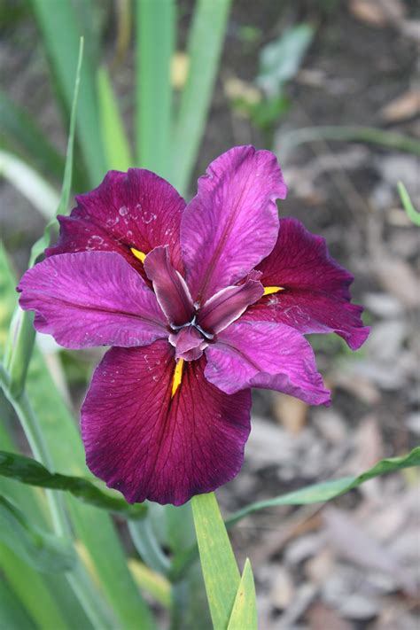 JLBG: Iris x louisiana 'Red Velvet Elvis'