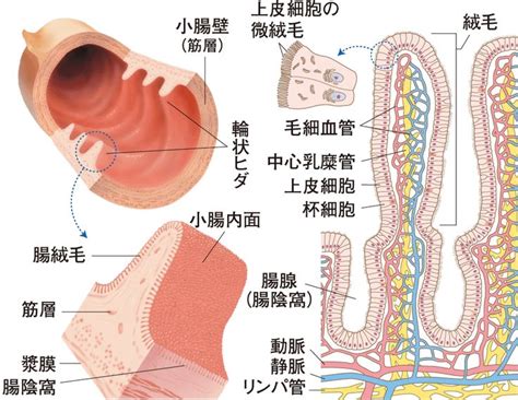 食道・胃・小腸・胆嚢・膵臓の仕組み｜食べる（3） 看護roo カンゴルー Learning Organs Map