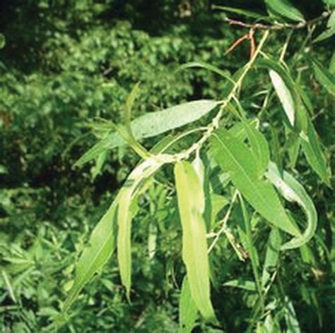 Black Willow Salix Nigra Forrest Keeling Nursery