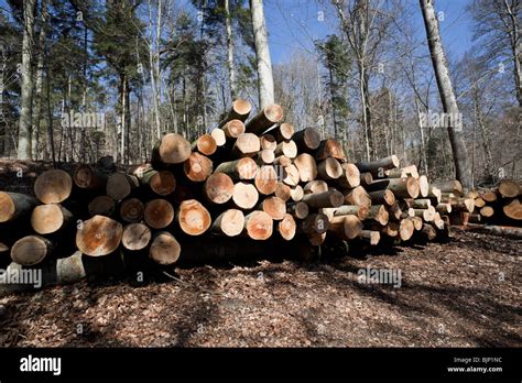 Selective logging hi-res stock photography and images - Alamy