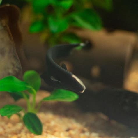 Black Ghost Knifefish Care: Tank Mates, Diseases, Food