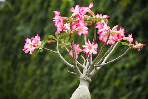 Desert Roses Growing And Caring For Adenium Plantura