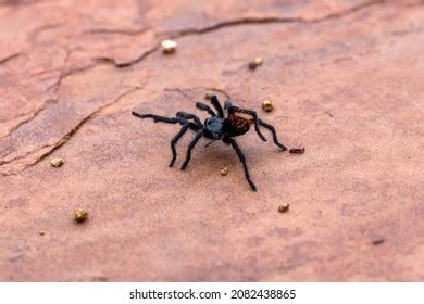 Aphonopelma Images Stock Photos D Objects Vectors Shutterstock