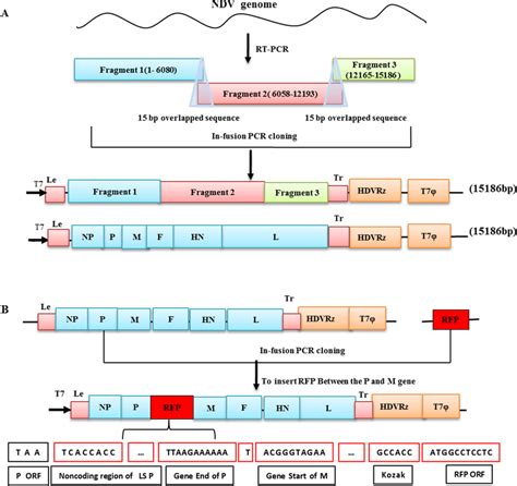 Schematic Representation Of The Construction Of Full Length CDNA Clone