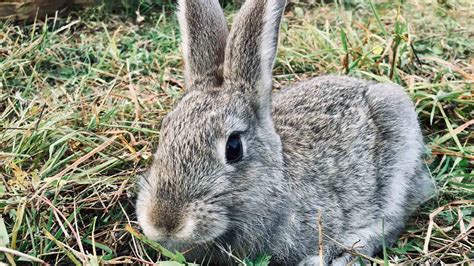 Datos Curiosos De Los Conejos Desc Brelos Aqu