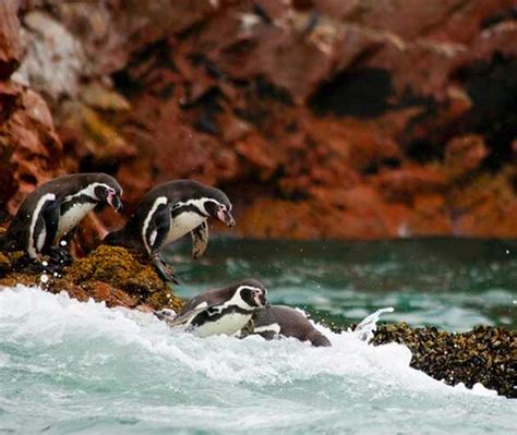 Au D Part De Lima Visite D Une Joun E De Paracas Et De L Oasis De