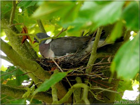 Jmptophotos Pigeon Ramier Au Nid