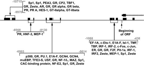 Conserved transcription factor binding motifs in the 5-flanking regions ...