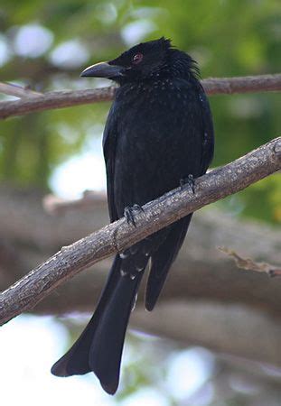 Drongo Songbird Insectivore Australia Britannica