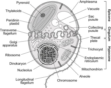 Ultrastructure Of A Typical Dinoflagellate Cell The Cell Is Divided Download Scientific