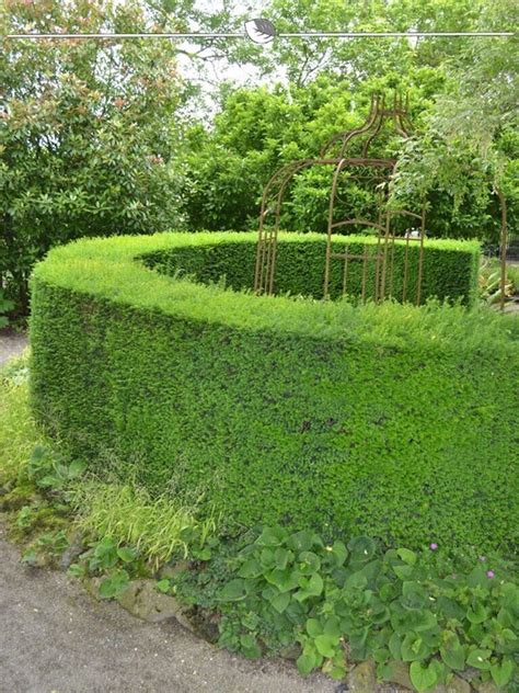 Gardline Gemeine Eibe Taxus Baccata 80 100 Cm Wurzelballen 12 Pflanzen