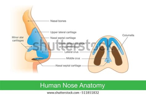 10,793 Nose Anatomy Stock Vectors, Images & Vector Art | Shutterstock