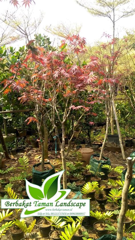 Jual Pohon Maple Merah Murah Tukang Taman Minimalis Murah Dan Jual