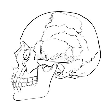 Vector Illustration Of A Human Skull Stock Vector Illustration Of