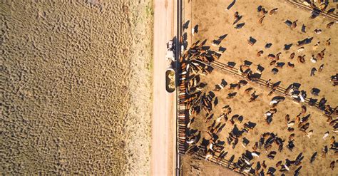 livestock  focus business research  insights