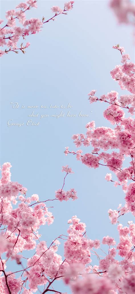 Top More Than 81 Iphone Cherry Blossom Wallpaper Super Hot In Coedo