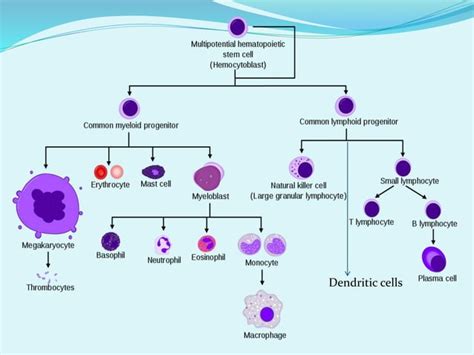 Cells of the immune system | PPT