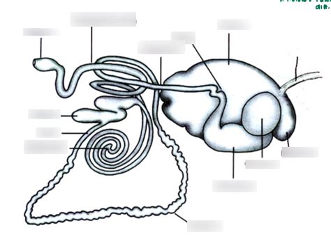 Simple Overview Of Ruminant Digestive Tract Diagram Quizlet