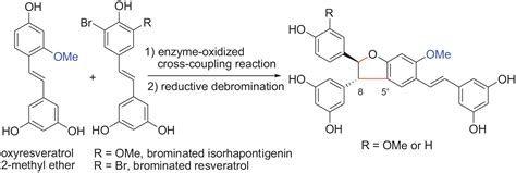 Enzyme Promoted Oxidative Cross Coupling For The Synthesis Of