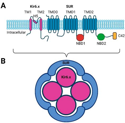 Cells Free Full Text ATP Sensitive Potassium Channels In Migraine