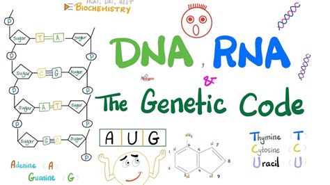 Dna Rna Mrna Trna Rrna And The Genetic Code Molecular Biology Youtube