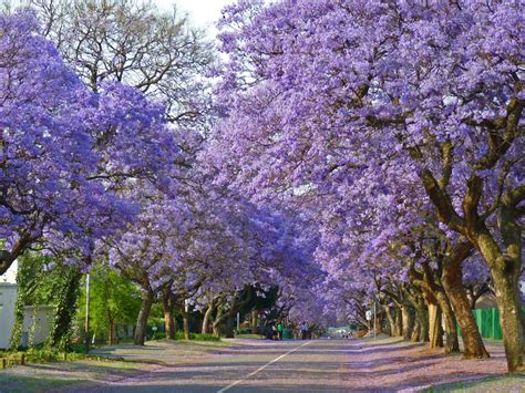 Download Purple Trees Beside The Road Wallpaper