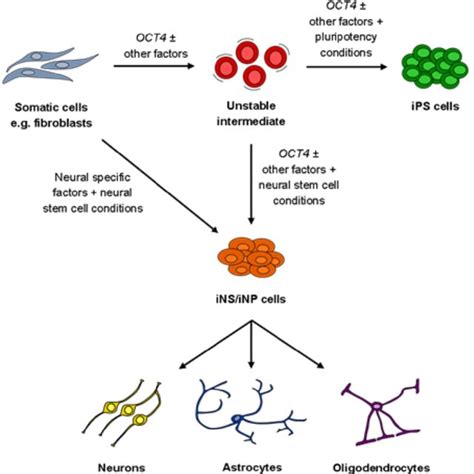 Direct To Induced Neural Stem INS Induced Neural Precursor INP