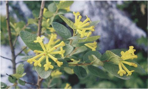 乌饭瑞香 秦巴野生植物 图片