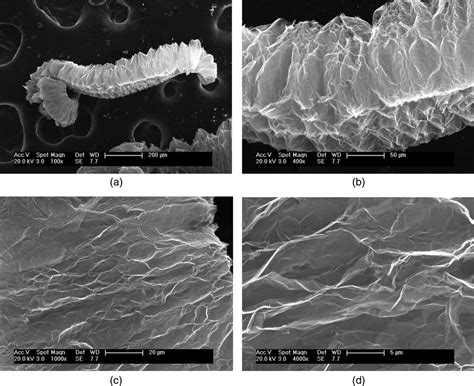 Sem Images Of The Expanded Graphite Download Scientific Diagram