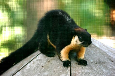 Condao Black Giant Squirrel at Saigon Zoo, 16/03/12 | ZooChat