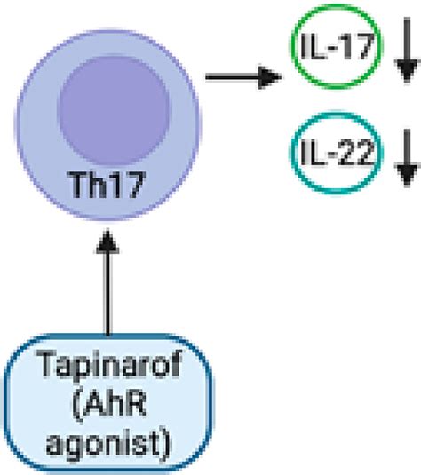 Aryl Hydrocarbon Receptor Role In Chronic Inflammatory Skin Diseases A