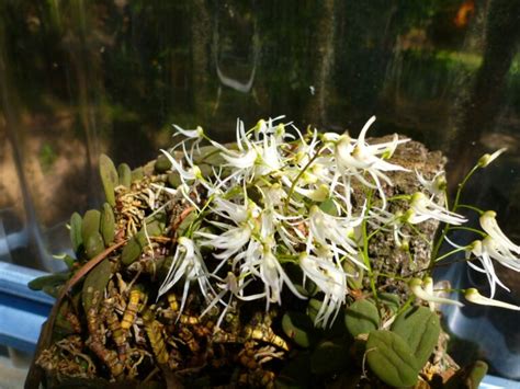 Australian Native Orchids Gardening With Angus