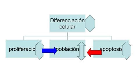 Crecimiento diferenciación y adaptaciones celulares PPT