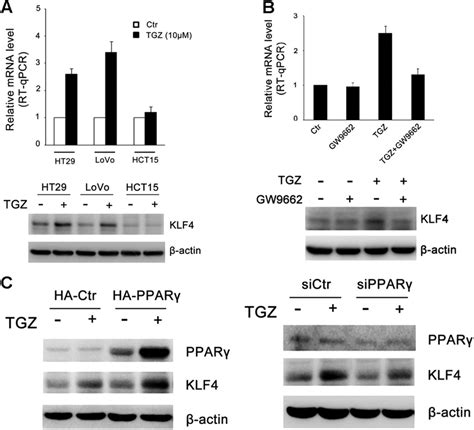 Induction Of Klf Mrna By Ppar Agonists Is Ppar Dependent A Ht And