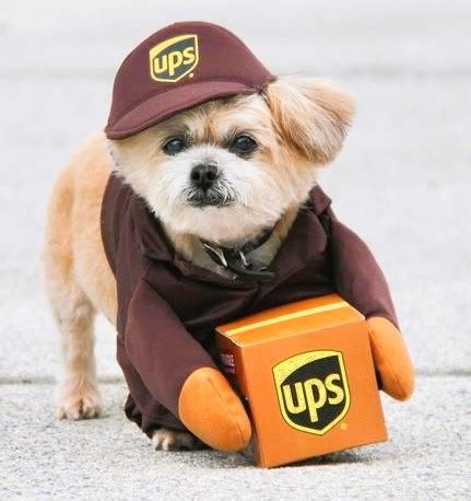 17 Cutest Shih Tzu Halloween Costumes with GREAT Reviews.