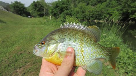 Sunfish, Redbreast ebspeciesfishing73 | www.roughfish.com