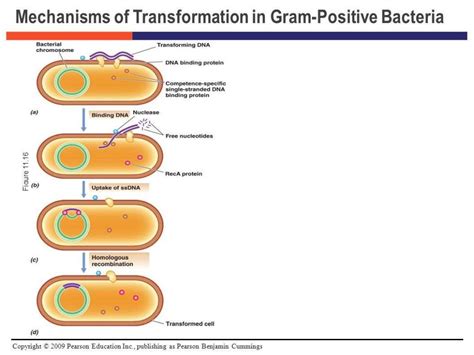 Sexual Reproduction In Bacteria