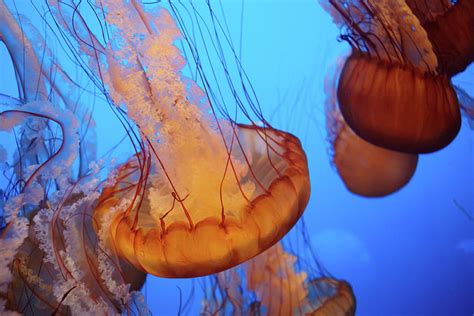 Jellyfish At The Monterey Bay Aquarium In Monterey California Usa