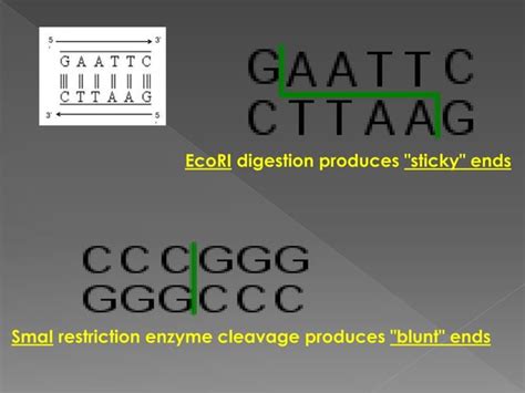 Restriction Endonucleases Ppt