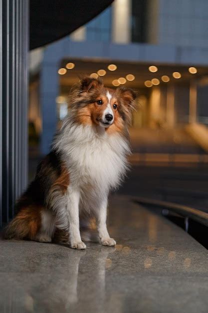 Un Perro Se Sienta En Una Repisa Frente A Un Edificio Foto Premium