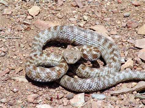 Snakes Of Armenia General Characteristics And Species Armgeo