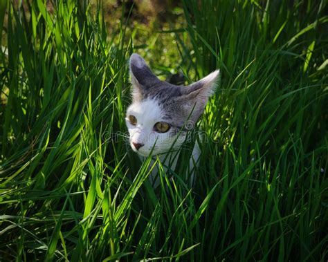 Disparo De Cerca De Un Lindo Gato En El Pasto Foto De Archivo Imagen